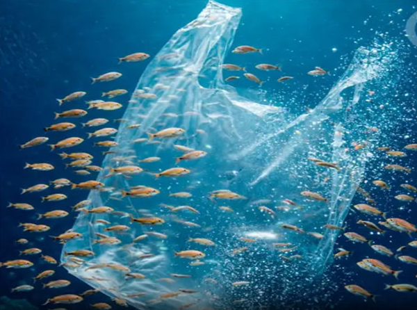 Japão cria plástico vivo que no mar se transforma em alimento para peixes