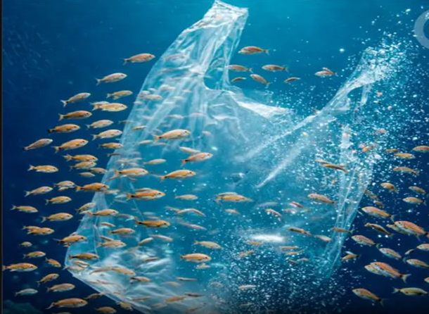 Japão cria plástico vivo que no mar se transforma em alimento para peixes