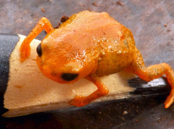 Um novo sapinho aquece debates para criação de parque nacional