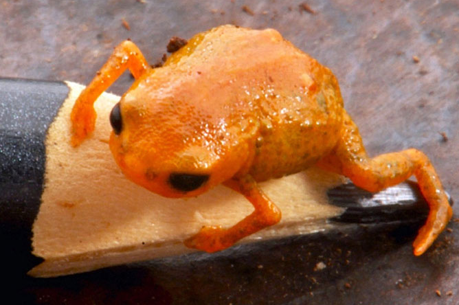 Um novo sapinho aquece debates para criação de parque nacional