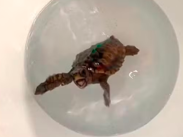 Tartarugas sentem o magnetismo da Terra para ‘navegar’ pelo oceano e cientistas desvendam mecanismo