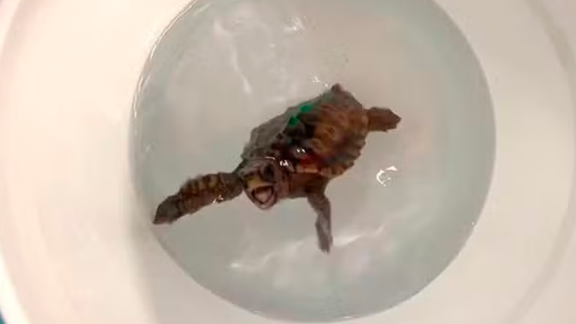 Tartarugas sentem o magnetismo da Terra para ‘navegar’ pelo oceano e cientistas desvendam mecanismo