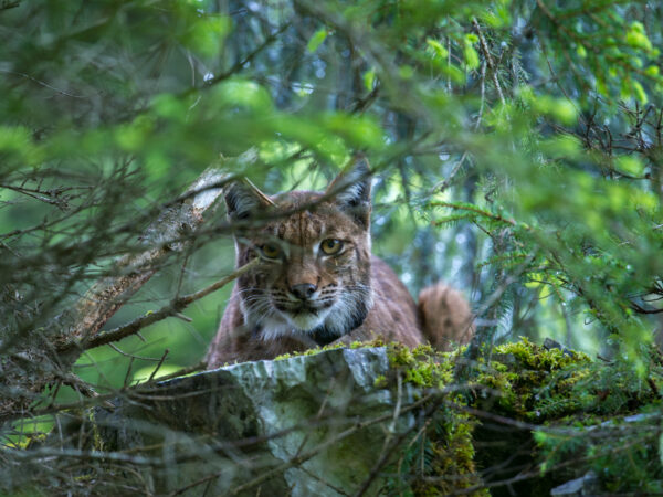 O Retorno do Gato Fantasma