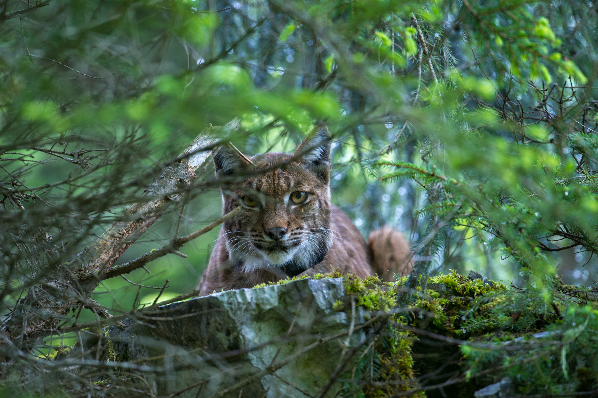 O Retorno do Gato Fantasma