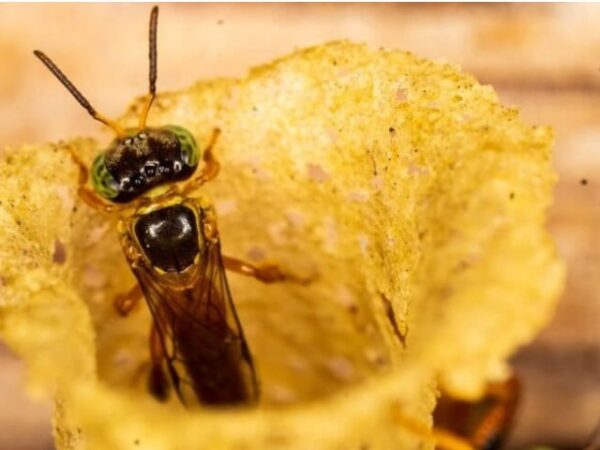 De rios e tartarugas a lagos e abelhas amazônicas: saiba quem foi declarado sujeito de lei na América Latina.