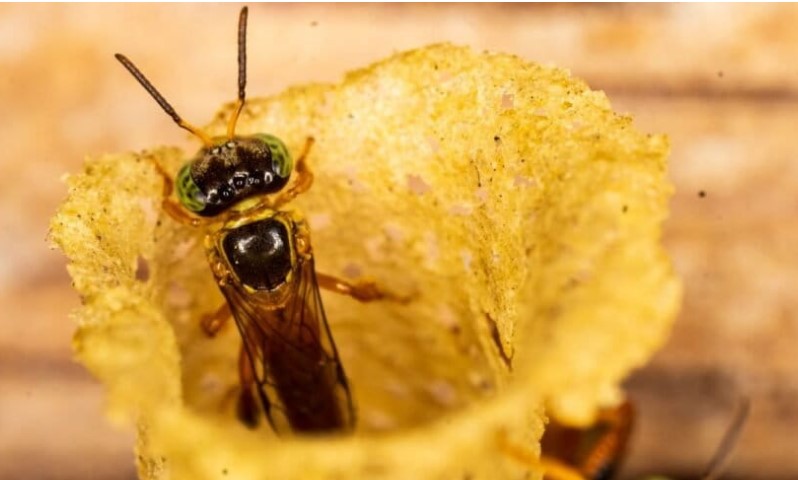 De rios e tartarugas a lagos e abelhas amazônicas: saiba quem foi declarado sujeito de lei na América Latina.