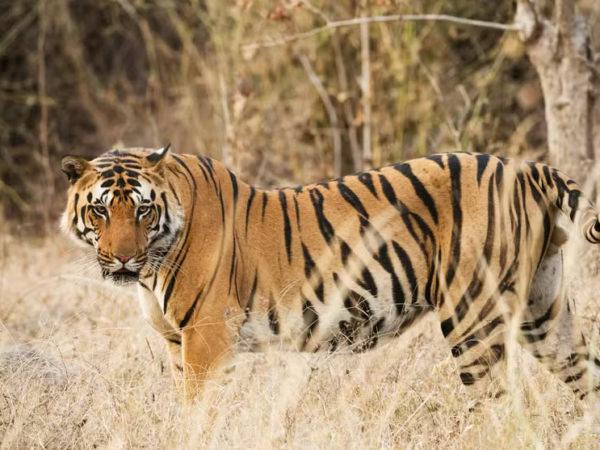 Tráfico global de tigres: apreensões chegam a nove animais por mês, aponta relatório