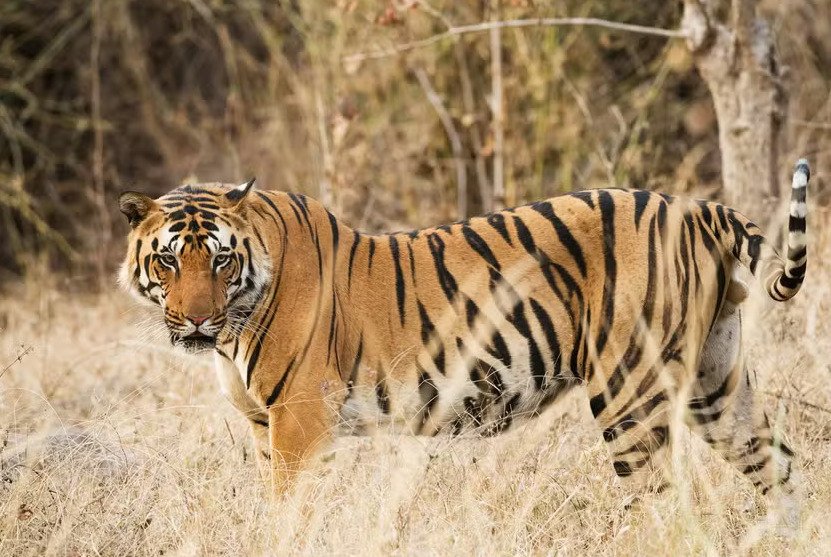 Tráfico global de tigres: apreensões chegam a nove animais por mês, aponta relatório