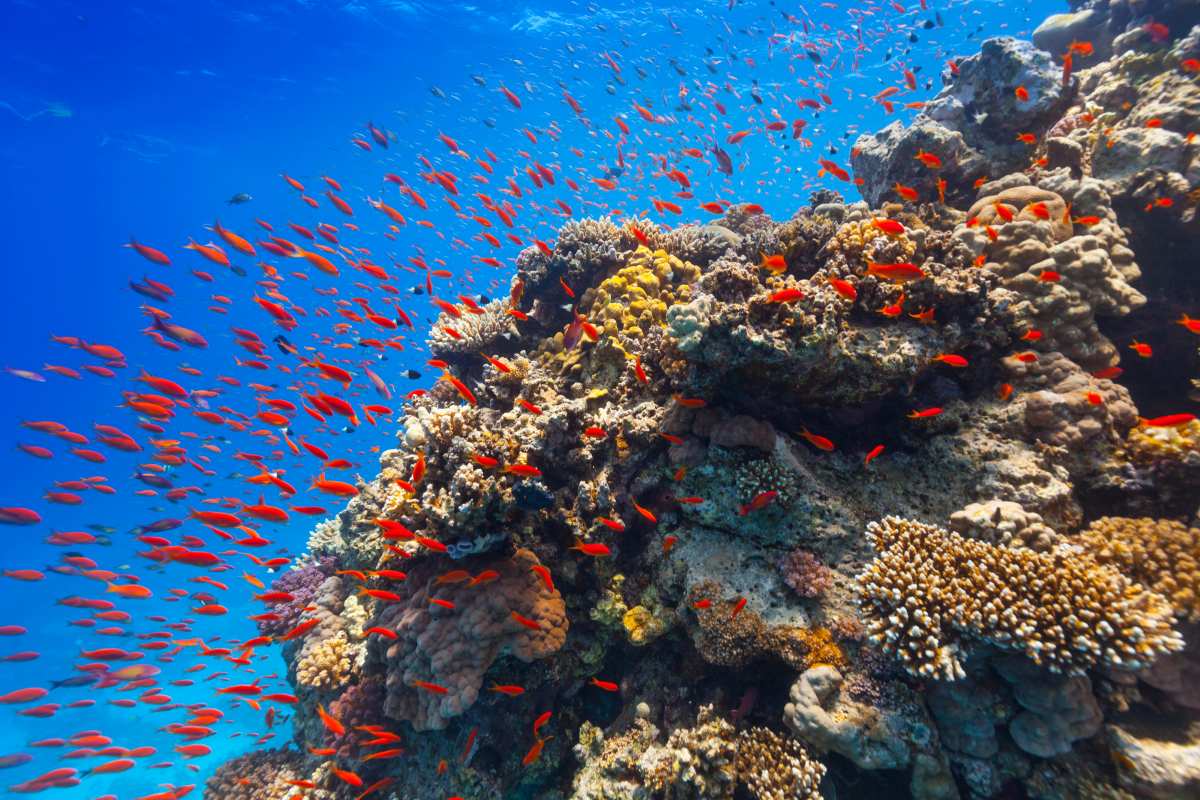 Estudo afirma que a restauração de recifes de coral pode fornecer até 50% mais peixes em regiões com altos índices de desnutrição.