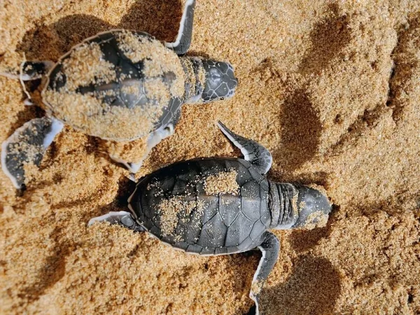 Recorde de nascimentos de tartarugas-da-amazônia é registrado no Pará