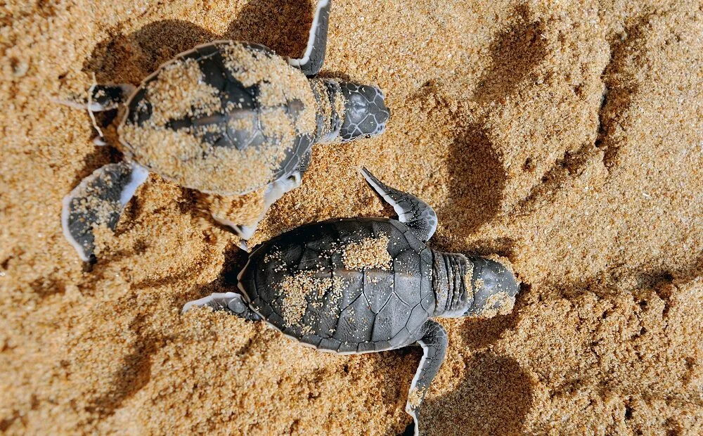 Recorde de nascimentos de tartarugas-da-amazônia é registrado no Pará