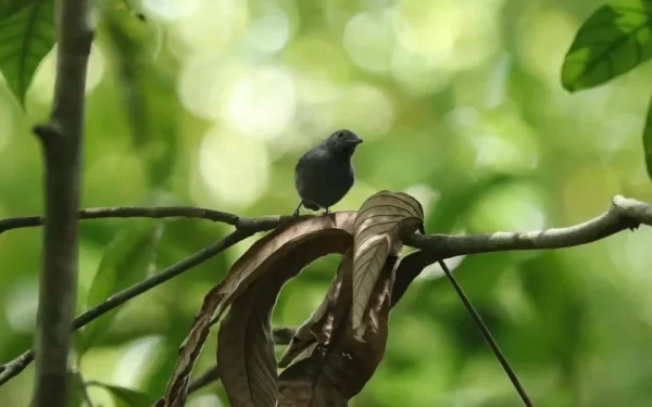 Quatro filhotes de ave rara são vistos em Alagoas