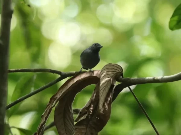 Quatro filhotes de ave rara são vistos em Alagoas