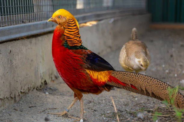 Conheça o faisão, pássaro que fica ‘cego’ de amor