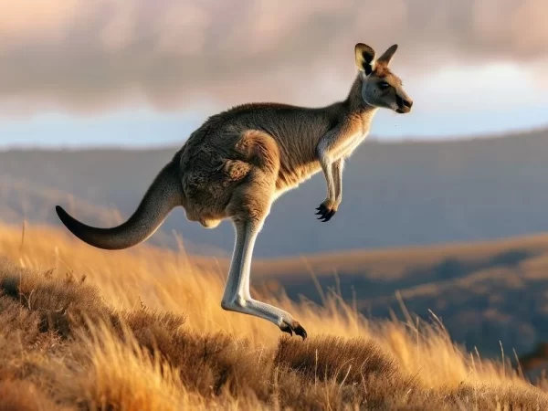 Ancestral de 250 kg do canguru também pulava