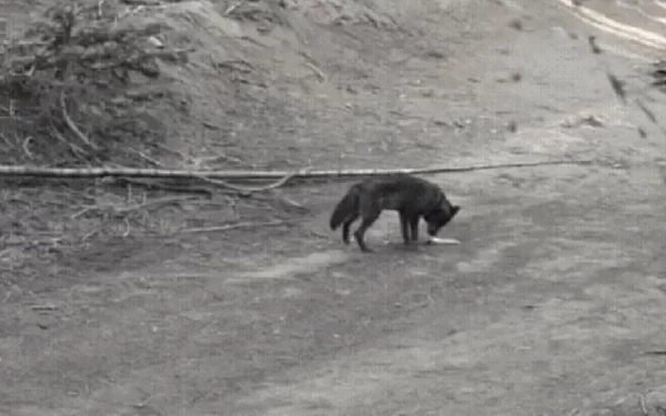 Loba-cinzenta é avistada em Los Angeles após quase um século sem registros