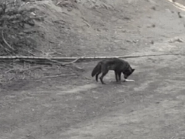 Loba-cinzenta é avistada em Los Angeles após quase um século sem registros