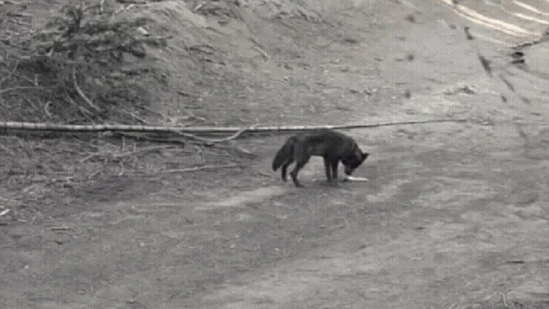 Loba-cinzenta é avistada em Los Angeles após quase um século sem registros