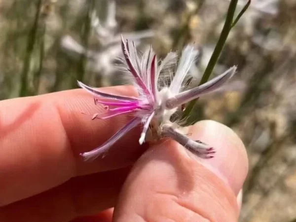 Cientista amador redescobriu planta considerada extinta há 60 anos