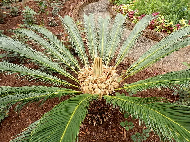 Plantas da era dos dinossauros usavam calor para atrair polinizadores, revela estudo
