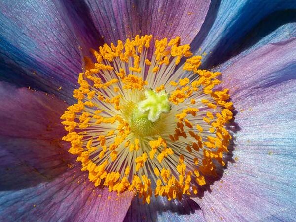 Pesquisa revela como a vegetação reagiu a mudanças climáticas extremas há 300 milhões de anos