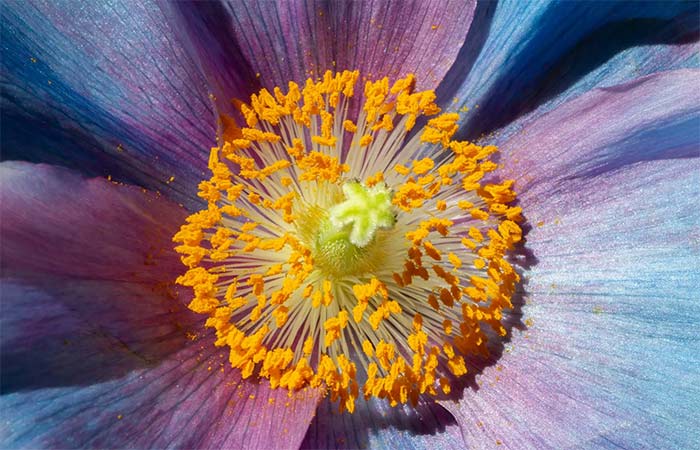 Pesquisa revela como a vegetação reagiu a mudanças climáticas extremas há 300 milhões de anos