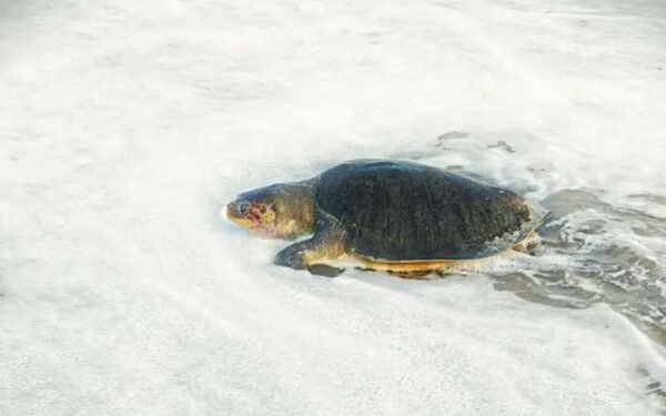 Tartarugas marinhas estão fazendo seus ninhos mais cedo, mas produzindo menos ovos, revela estudo de 17 anos