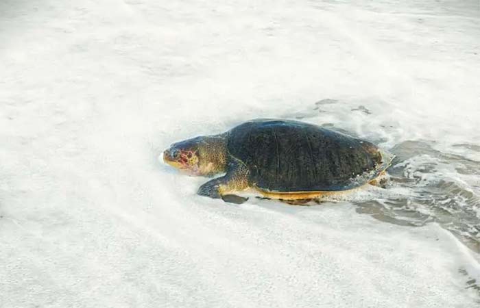 Tartarugas marinhas estão fazendo seus ninhos mais cedo, mas produzindo menos ovos, revela estudo de 17 anos