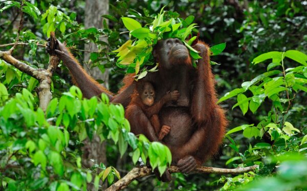 Uma Vida nas Alturas