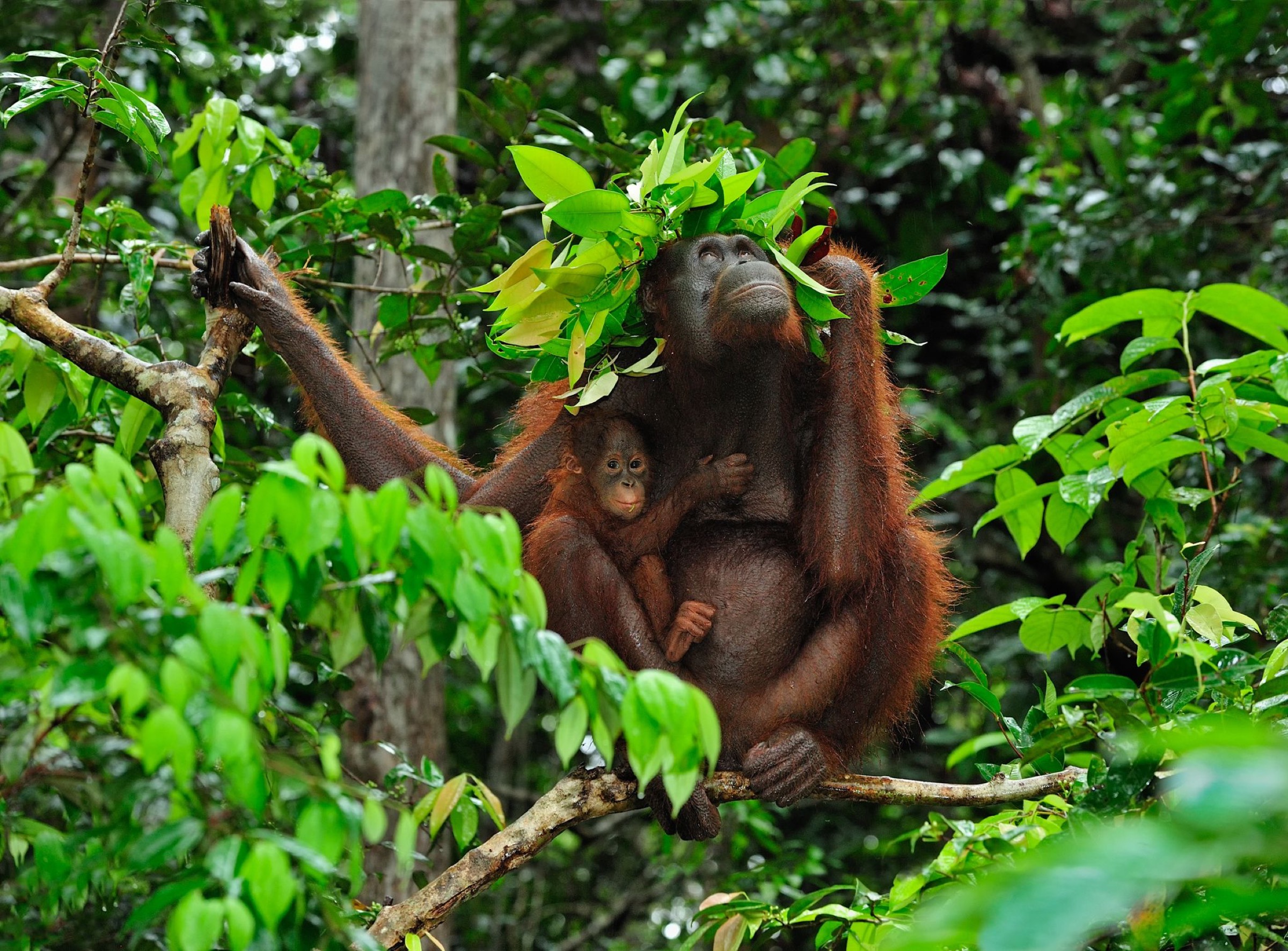Uma Vida nas Alturas