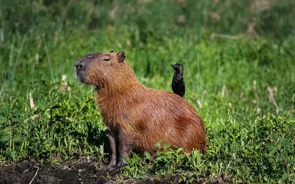 Conheça a capivara, a sensação do momento