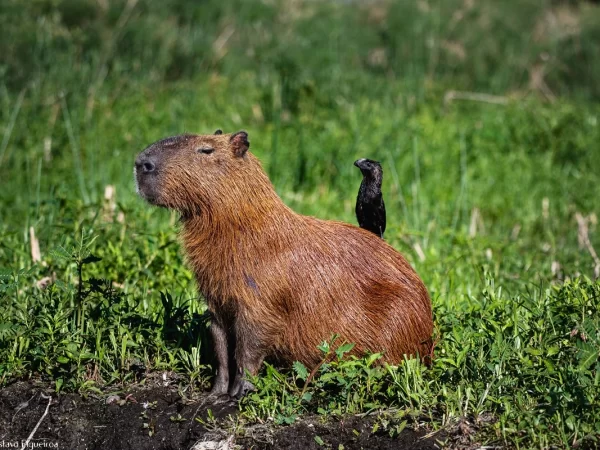 Conheça a capivara, a sensação do momento