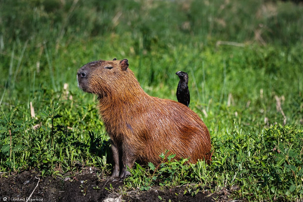 Conheça a capivara, a sensação do momento