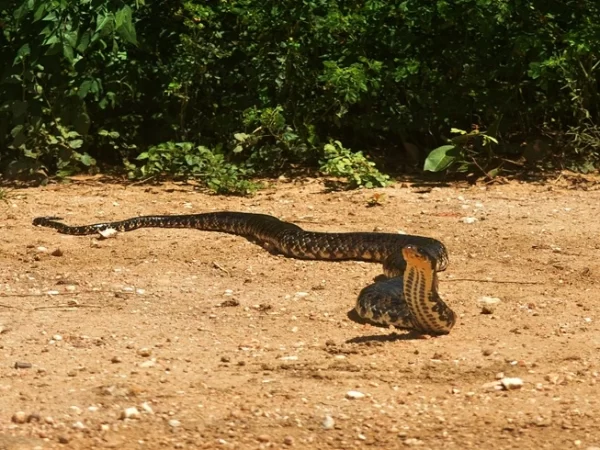 Conheça a surucucu-do-pantanal, a “naja brasileira”
