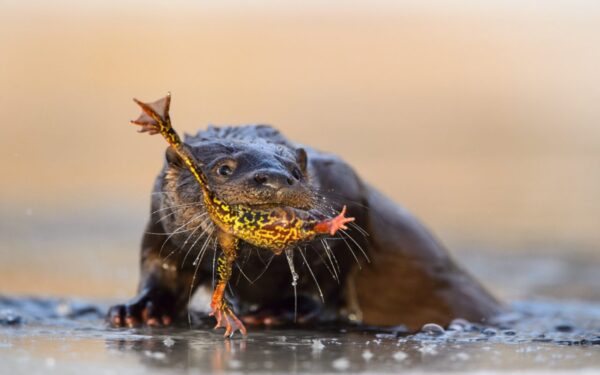 Festa das Pernas de Rã