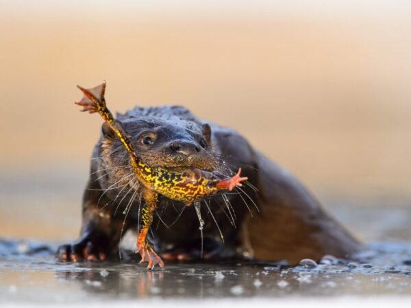 Festa das Pernas de Rã