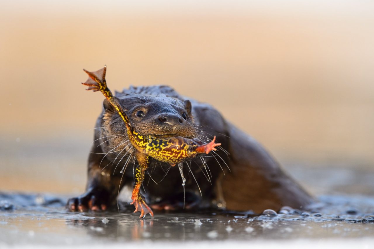 Festa das Pernas de Rã