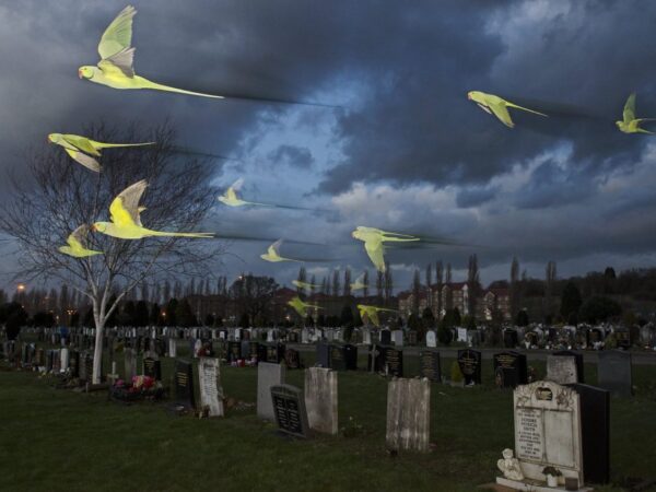 Espíritos Selvagens