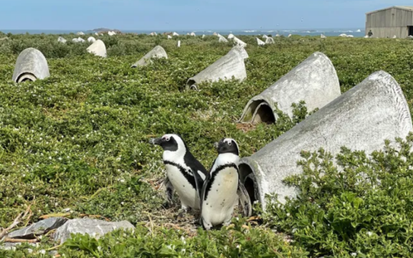 60 mil pinguins africanos morreram de fome após colapso da população de sardinhas, revela estudo