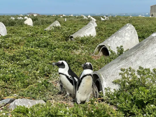 60 mil pinguins africanos morreram de fome após colapso da população de sardinhas, revela estudo