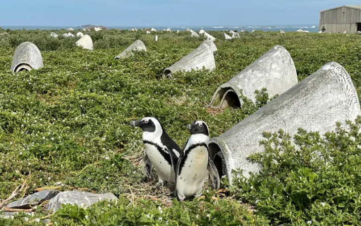 60 mil pinguins africanos morreram de fome após colapso da população de sardinhas, revela estudo