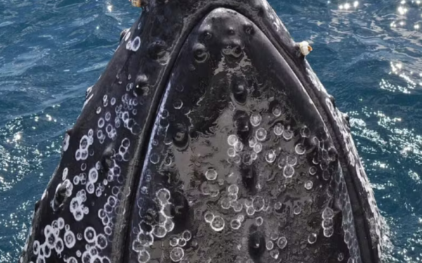Inquilinas de baleias, cracas dão pistas sobre caminho da água nas jubarte
