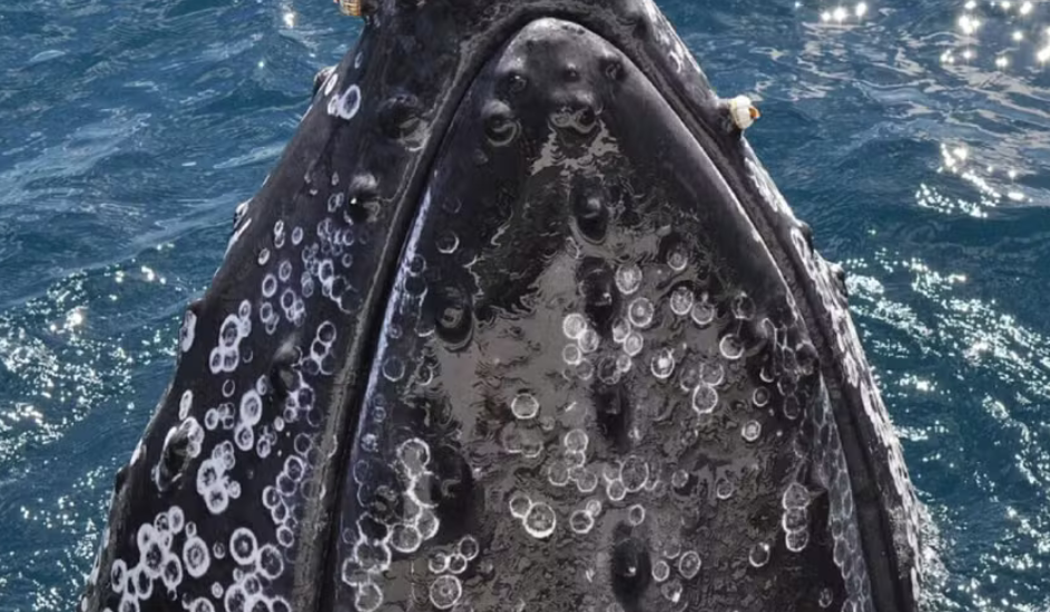 Inquilinas de baleias, cracas dão pistas sobre caminho da água nas jubarte