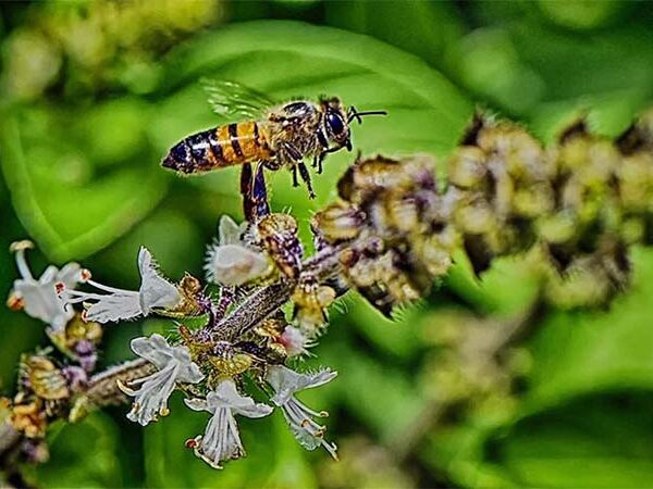 Abelhas nativas impulsionam produção de acerola no Semiárido