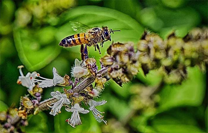 Abelhas nativas impulsionam produção de acerola no Semiárido
