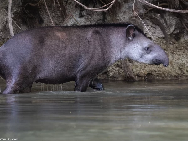 Conheça a jardineira da floresta: a anta!