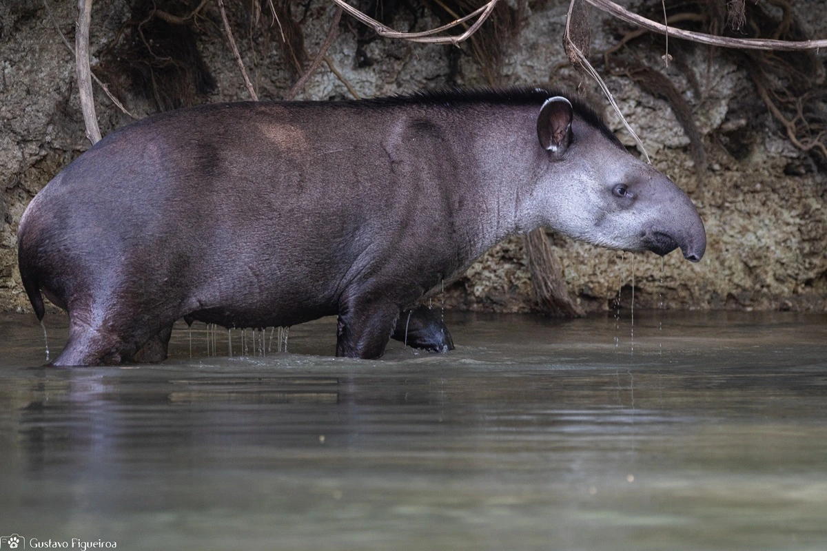 Conheça a jardineira da floresta: a anta!
