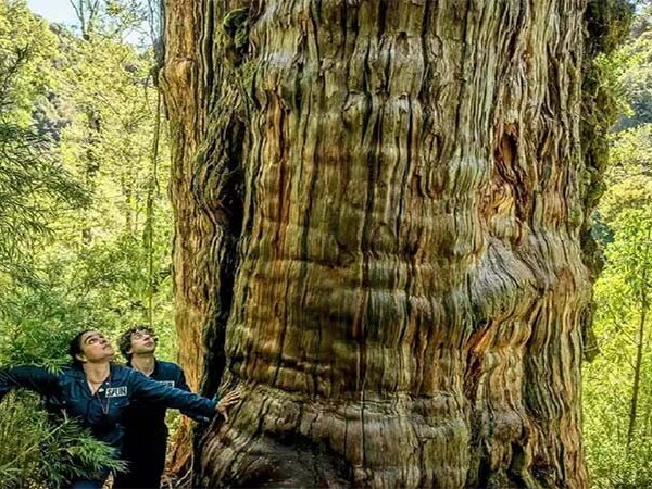 Maior do que imaginávamos: cientistas descobrem uma rede invisível e cheia de vida sob uma das árvores mais antigas do planeta