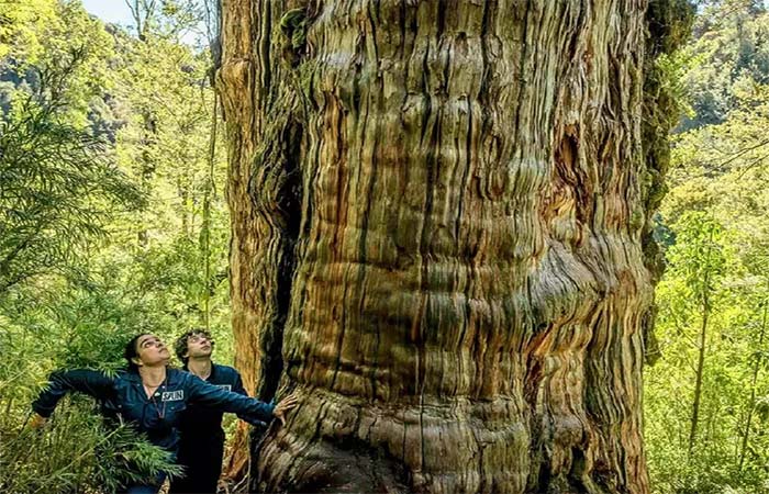 Maior do que imaginávamos: cientistas descobrem uma rede invisível e cheia de vida sob uma das árvores mais antigas do planeta