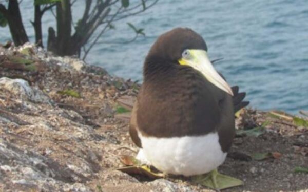 Aves marinhas ingerem quantidades consideráveis de poluentes, alguns proibidos há décadas